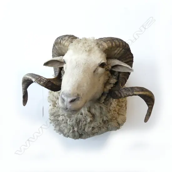 TAXIDERMIED RAM'S HEAD