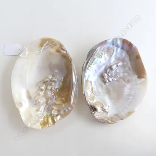 2 LARGE PEARL SHELLS  L 165MM