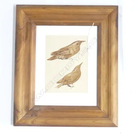 JOHN WEEKS 'THRUSHES' W/C 250x180mm