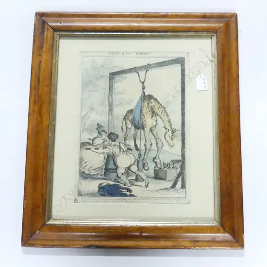 ANTIQUE ENGRAVING 'STATE OF THE GIRAFFE' framed under glass 530 x 465mm