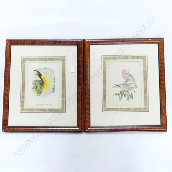 TWO WELL FRAMED CHROMO LITHOGRAPH BIRD STUDIES Bird of Paradise plus Cockatoo 460 x 390mm