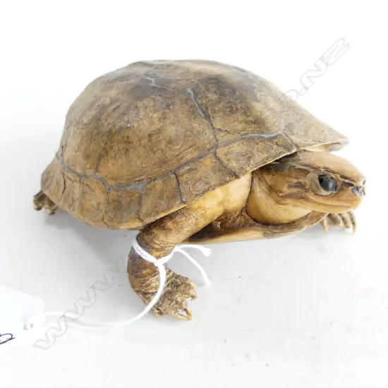 OLD TAXIDERMY TORTOISE