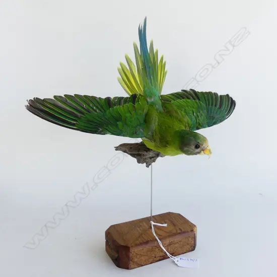 TAXIDERMY PLUM HEADED PARROT W.340mm