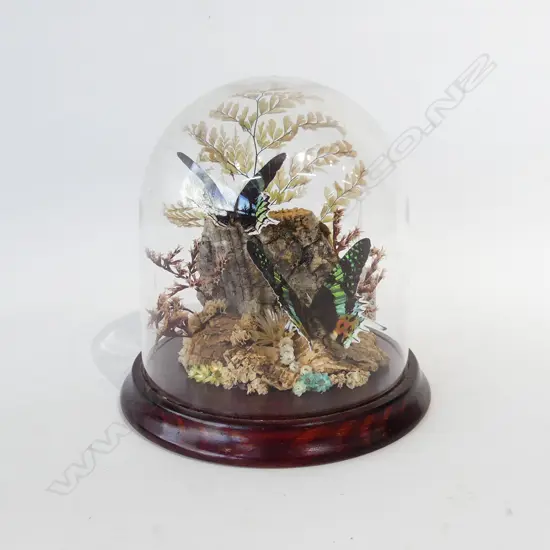 PR BRAZILIAN PEACOCK BUTTERFLIES IN GLASS DISPLAY DOME H. 190MM