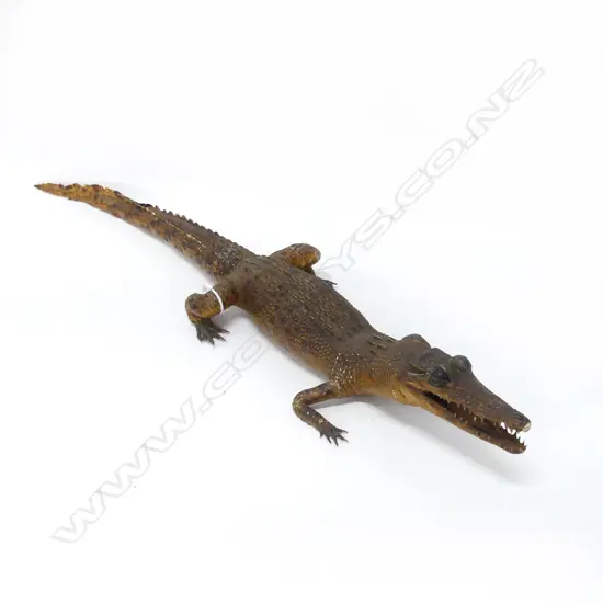 TAXIDERMY BABY ALLIGATOR L.720mm