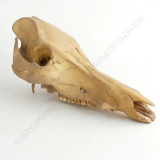 OLD WEATHERED ANIMAL SKULL L MM