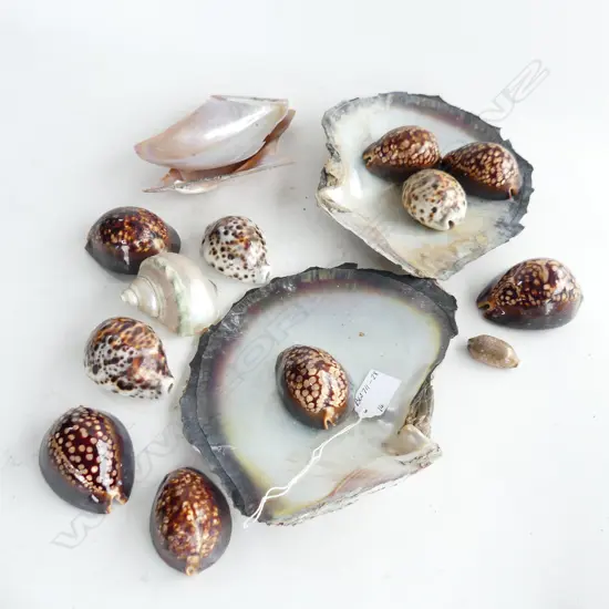 COLLECTION OF SHELLS, 2 LRG, 11 ASSORTED