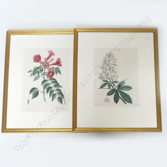 Artist: Jean Marie Mixelle after Pierre- Joseph Redouté – (French).Title: Trumpet Vine (Tecoma radicans/ Tecoma de Virginie) (Campsis radicans "Trumpet climber"). (T. 2