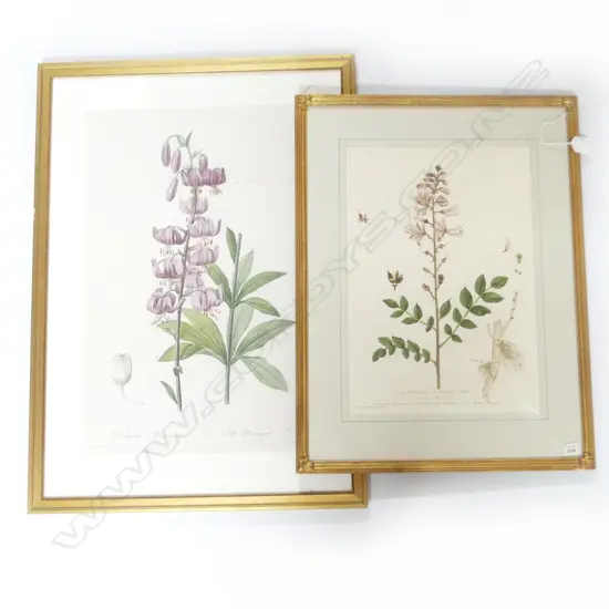 PR early 19thC BOTANICAL HAND COLOURED ETCHINGS H.400 x 300 & H.510 x 340mm 1 w rust marks