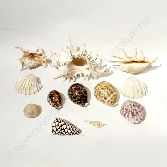 COLLECTION TROPICAL SHELLS - LONGEST 200MM