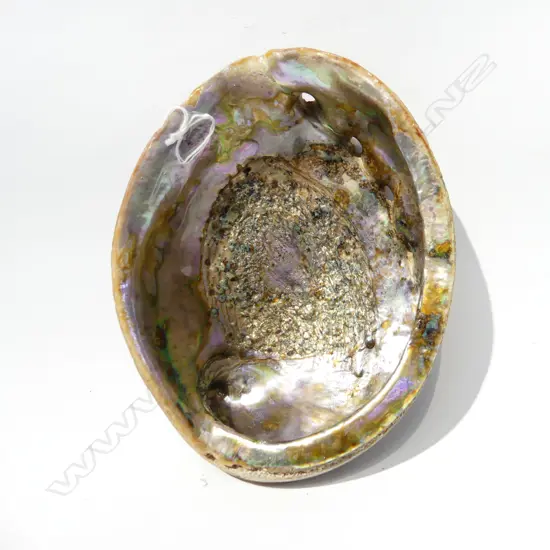 X LG RARE RED HALIOTIS RUFESCENS SHELL 210 X 160MM