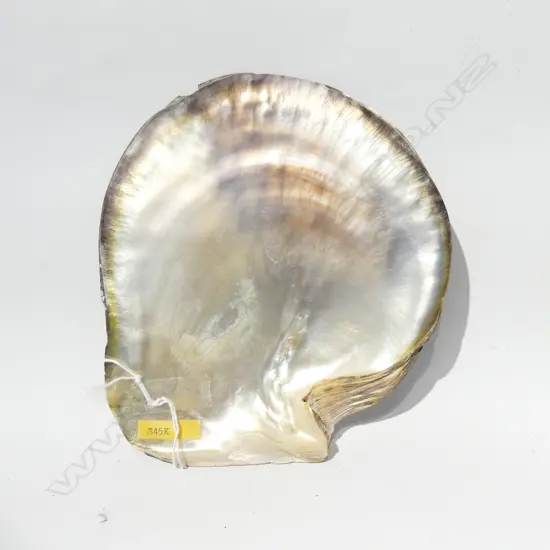 LG MOTHER OF PEARL OYSTER SHELL  190 X 170MM