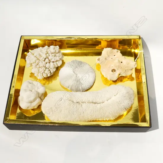 5 PCS TROPICAL CORAL - LONGEST 230MM