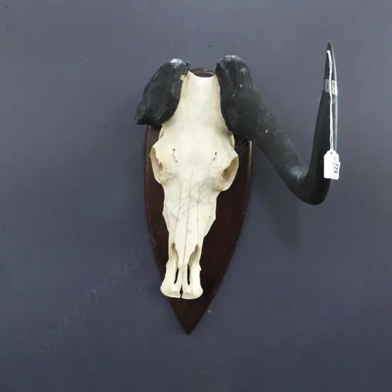 HORNED COW SKULL, MOUNTED H.500mm