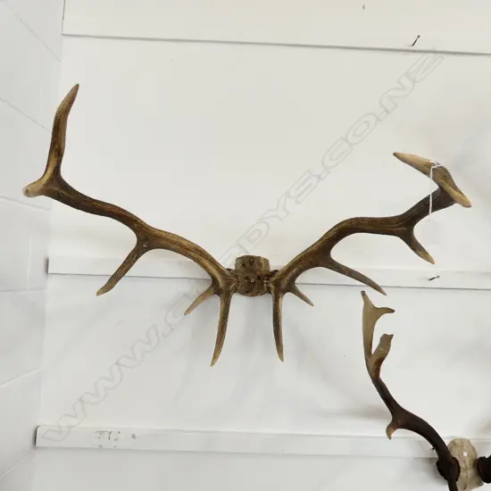 PR LG DEER HORNS L.690MM