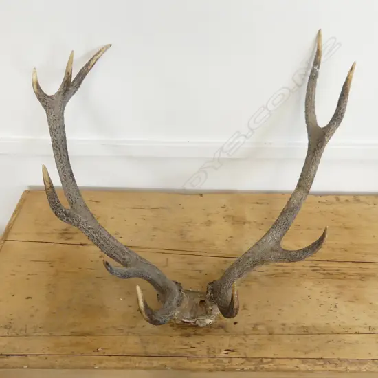 PR LG DEER HORNS L. 600MM