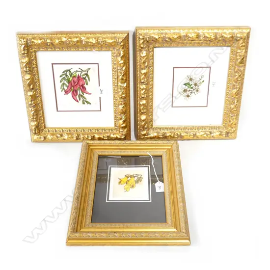 3 MARY E. TAYLOR ETCHINGS; CLEMATIS, KAKA BEAK, KOWHAI - GILT FRAMES