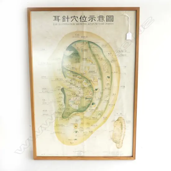 FRAMED EAR ACUPUNTURE POINTS H800MM W550MM