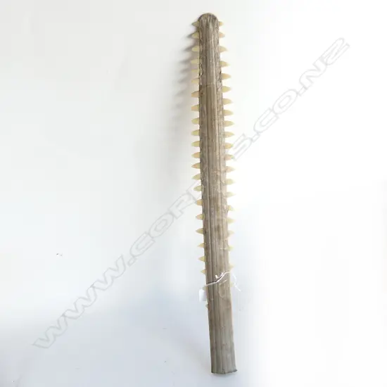 OLD SAWFISH BILL L.610mm