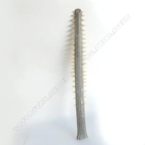 OLD SAWFISH BILL L.740mm