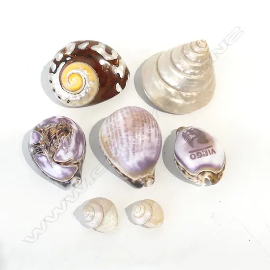 7 SHELLS; 3 CARVED; LORDS PRAYER, VIRGO, BIRD L.90mm