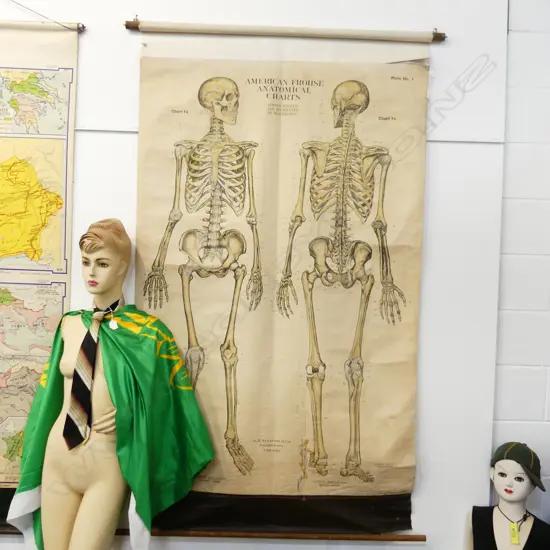 'AMERICAN FROHSE ANATOMICAL CHARTS' SKELETON 1900x1040mm