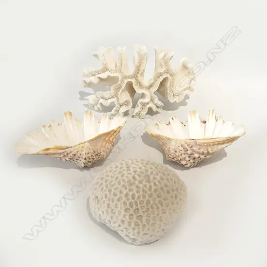 2 PCES CORAL; BRAIN & OTHER W.260mm + 2 SHELLS W.200mm