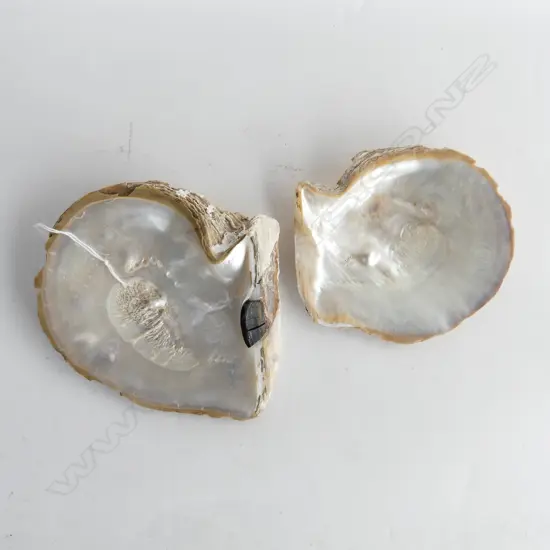 2 MABE PEARLS ON MOLLUSK SHELL 170x160mm