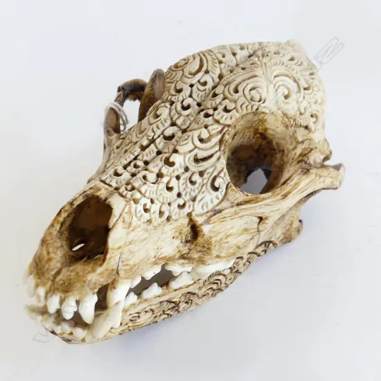 INDONESIAN CARVED DOG SKULL L.160mm