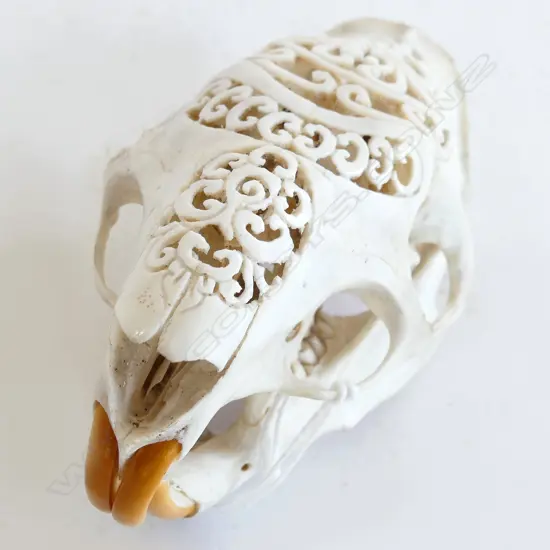 INDONESIAN CARVED PORCUPINE SKULL L.105mm