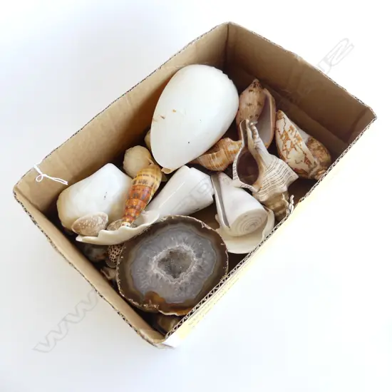 SMALL BOX TROPICAL SHELLS & PC OF CUT AGATE