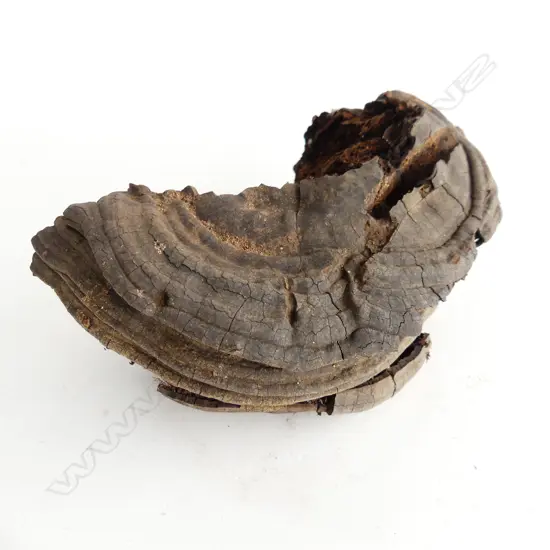 LINGZHI FUNGUS - CHINESE MEDICINE 