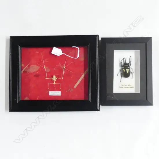 2 FRAMED ANIMALS; BROWN RHINO BEETLE 150x90mm & HORSESHOE BAT 190x240mm