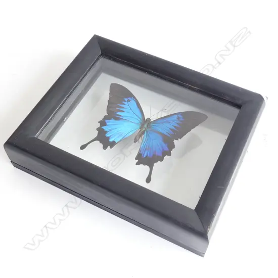 CASED PAPILIO BUTTERFLY SPECIMEN 180x220mm overall