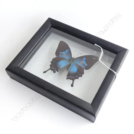 CASED PAPILIO BUTTERFLY SPECIMEN 200x240mm overall