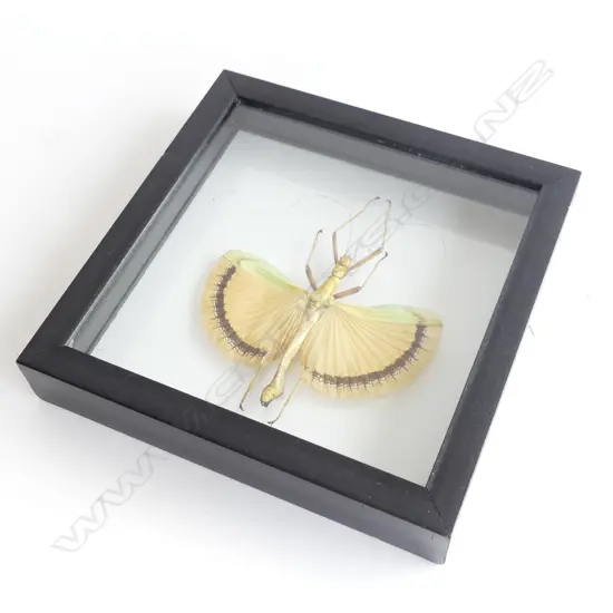 CASED MANTID BUG SPECIMEN 180x220mm overall