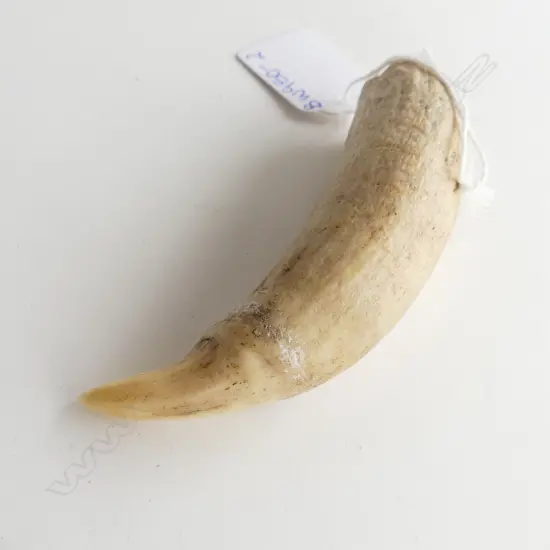 OLD WHALE TOOTH L 95MM