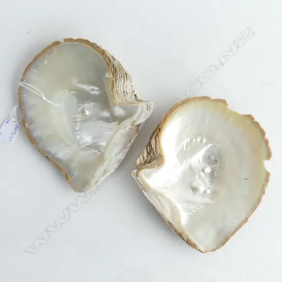 2 MABE PEARLS ON PEARL SHELL FROM BROOME WA 190x170mm