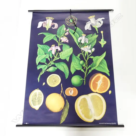 GERMAN CITRUS BOTANICAL CHART 1140x825mm