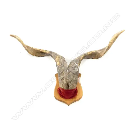 VINTAGE MOUNTED HORNS W.790mm