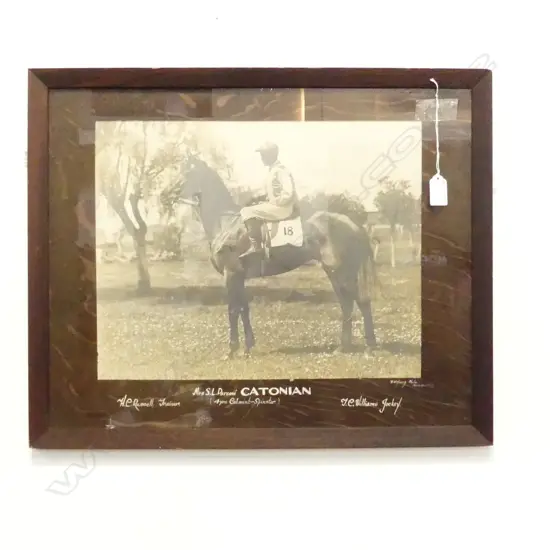 VINTAGE FRAMED B/W HORSE PHOTO; CATONIAN 300x380mm
