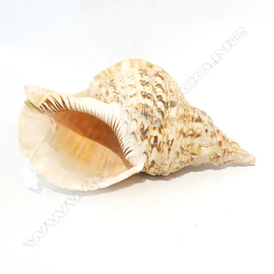 LARGE CONCH SHELL. L.380mm