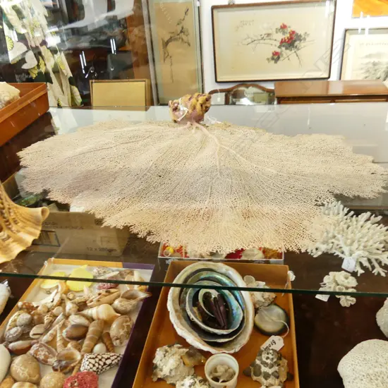 LARGE FAN CORAL. W.670 H.460mm