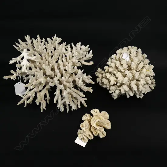 GROUP OF THREE WHITE CORAL ITEMS. 