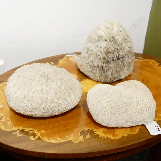 THREE ' BRAIN ' WHITE CORAL ITEMS .