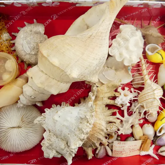 SHALLOW BOX OF SHELLS INCLUDING A FAN SHELL