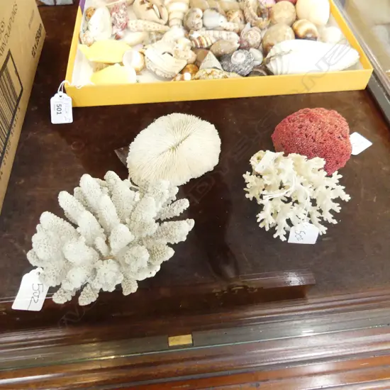 FOUR CORAL ITEMS INCLUDING FAN CORAL PIECE AND RED CORAL PIECE.