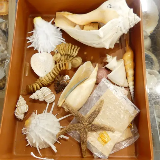 BROWN PLASTIC BOX OF SHELLS .SOME NUMBERED AND WITH NOTES.