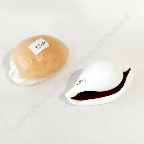 TWO OLD POLISHED COWRI SHELLS ONE GOLDEN L.90mm OTHER PLAIN L.85mm