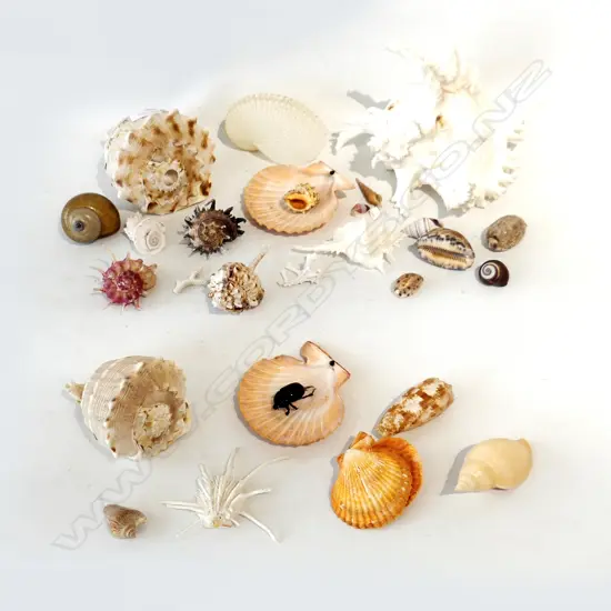 SHALLOW BOX LOT OF SHELLS. INCLUDING BOXED STAG BEETLE.